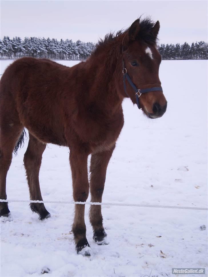 Anden særlig race Østermarkens Macoy - Har fået øje på noget spændene<3 billede 3
