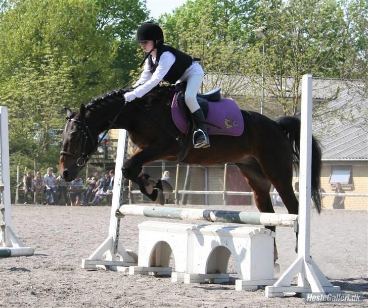 Anden særlig race Charlie *Elevpony*(Har redet) - Nr. 19 Charlie der springer, det er ikke mig der er rytteren, har lånt billedet af Anna M+C+P <3 Love Ya (L) Nu uden prinsesse! *suk* < og det er osse hende der springer:) billede 19