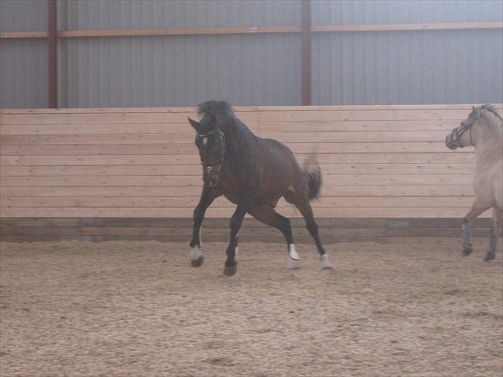 Dansk Varmblod »Gorm«  - (7) Gorm flipper ud i ridehuset. Hihi<3 *Foto Marianne* billede 7