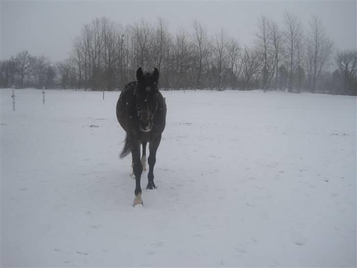 Dansk Varmblod »Gorm«  - (8) Hehe han har hvist set mig:D   *foto mig* billede 8