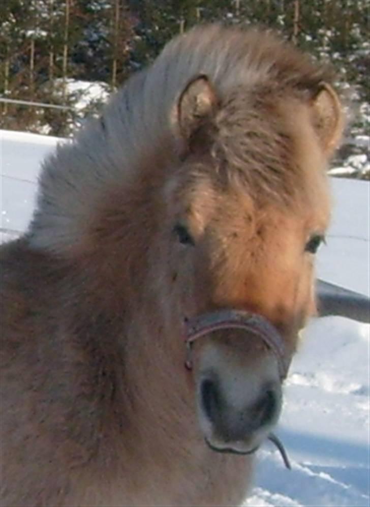 Anden særlig race • Daisy billede 9