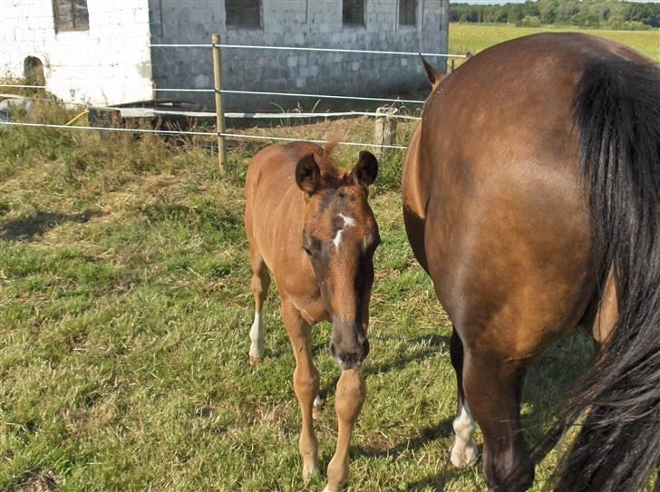Dansk Varmblod Donadoni "G" *Solgt* billede 1