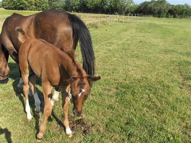 Dansk Varmblod Donadoni "G" *Solgt* billede 2