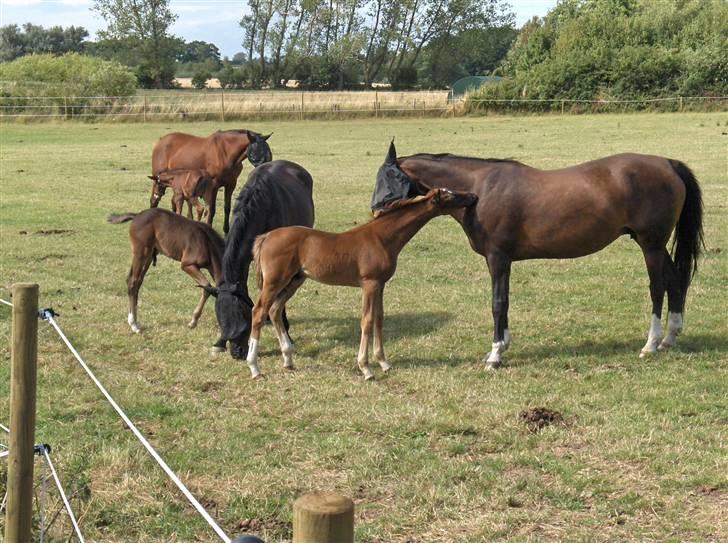 Dansk Varmblod Donadoni "G" *Solgt* billede 3