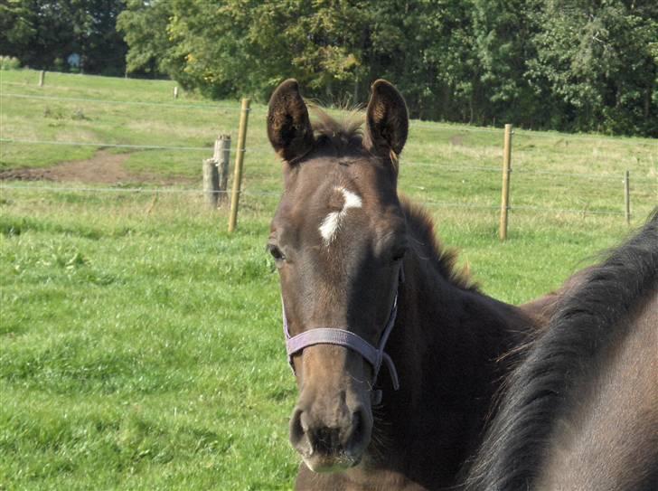 Dansk Varmblod Donadoni "G" *Solgt* billede 4