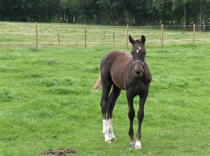 Dansk Varmblod Donadoni "G" *Solgt* billede 5