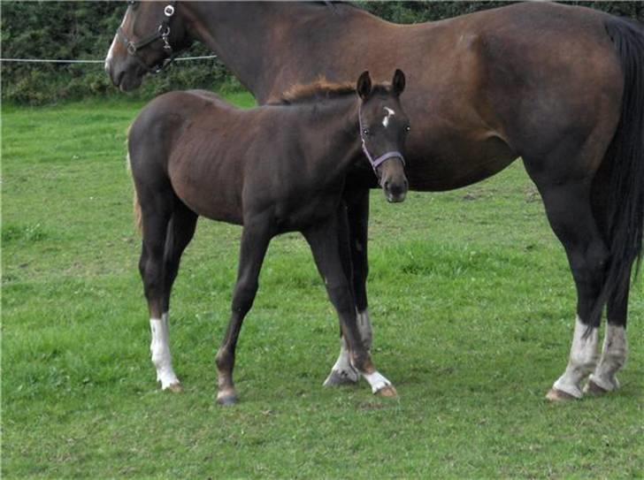 Dansk Varmblod Donadoni "G" *Solgt* billede 6
