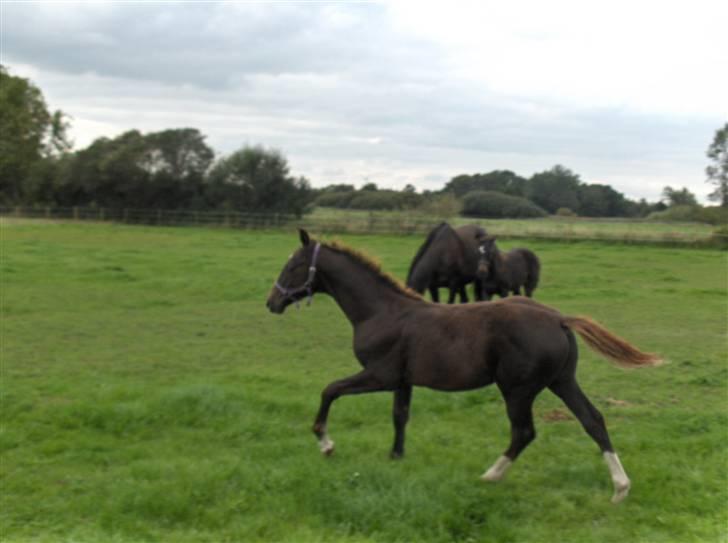 Dansk Varmblod Donadoni "G" *Solgt* billede 7
