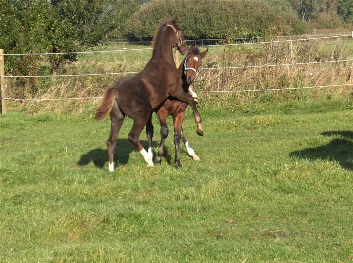 Dansk Varmblod Donadoni "G" *Solgt* billede 8