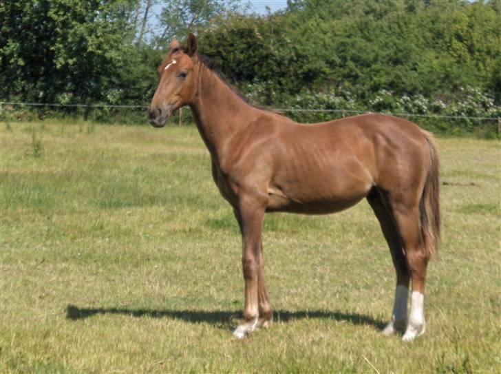 Dansk Varmblod Donadoni "G" *Solgt* billede 9
