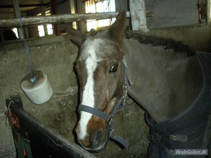Anden særlig race Mimmi <`3 (SOLGT) - Søde Mimmi klar til stævne:). billede 4