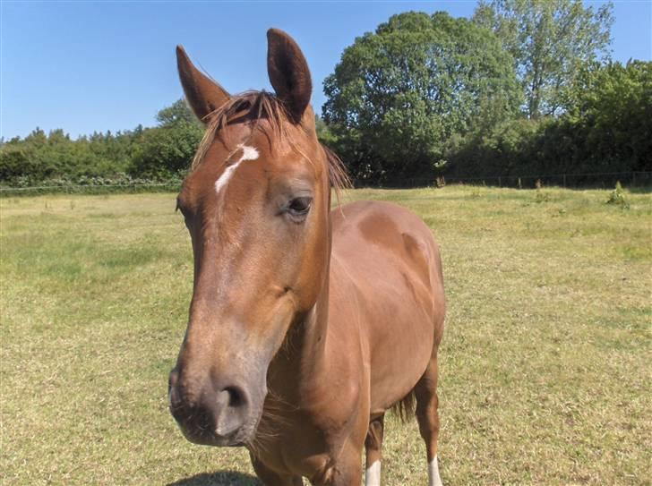 Dansk Varmblod Donadoni "G" *Solgt* billede 10