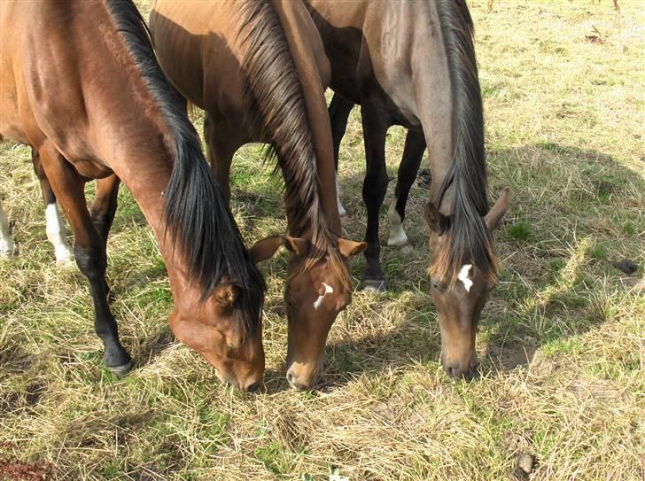 Dansk Varmblod Donadoni "G" *Solgt* billede 11