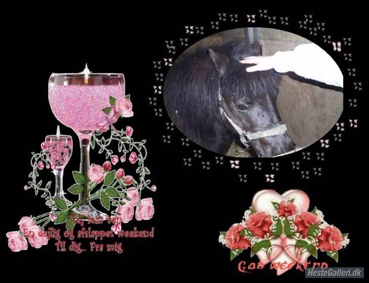 Shetlænder Emil - søde Emil amalie B har lavet det fineste billede til dig<33 billede 3