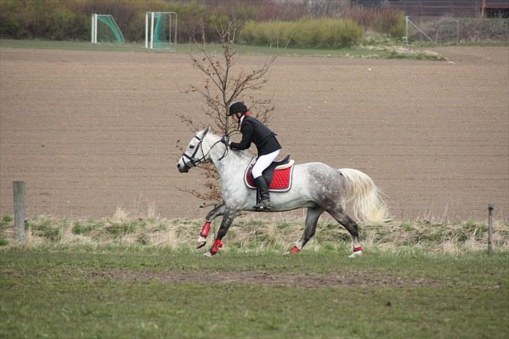 Anden særlig race Faraus The Best - 12) Lige en galop tur :D stævne i kbk. Photo: Heidi Barløse billede 13