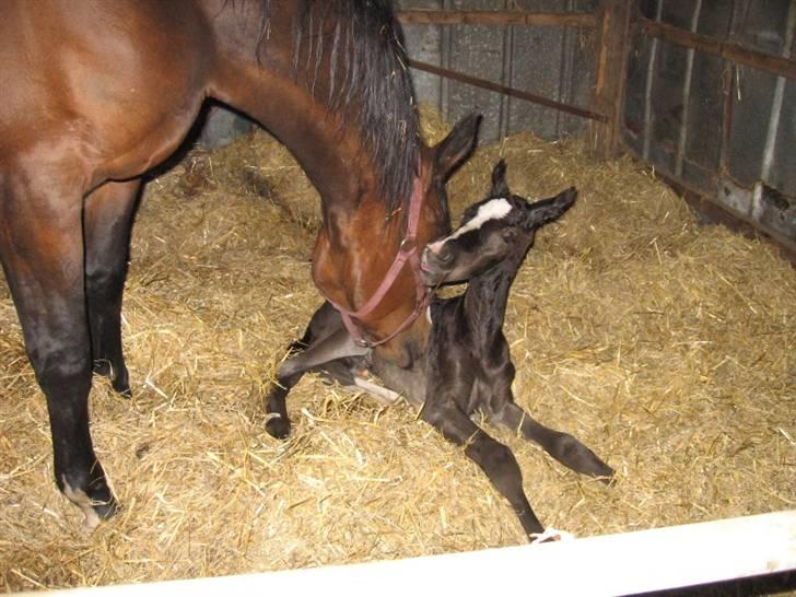 Anden særlig race Bøggild's Zaire - Prinsessen som ny født (: billede 19