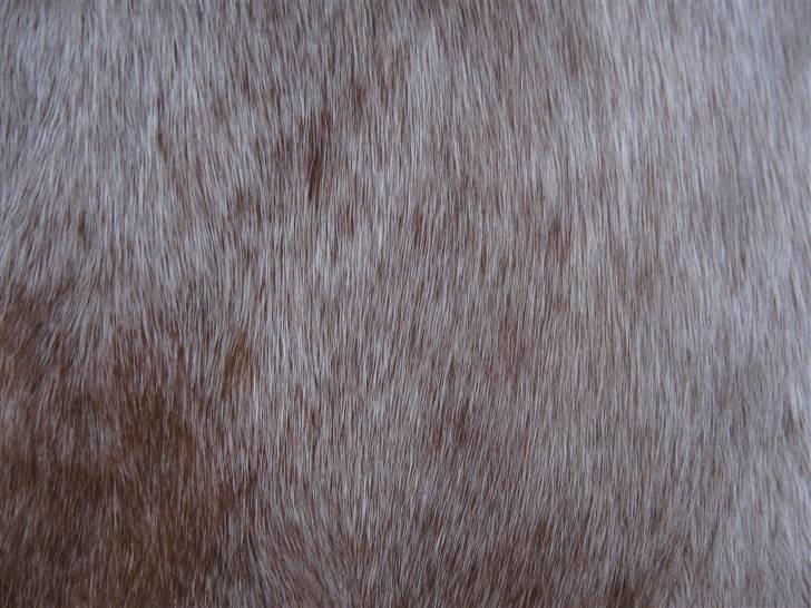 Highland Pony Stardust SOLGT - hans smukke pels billede 3