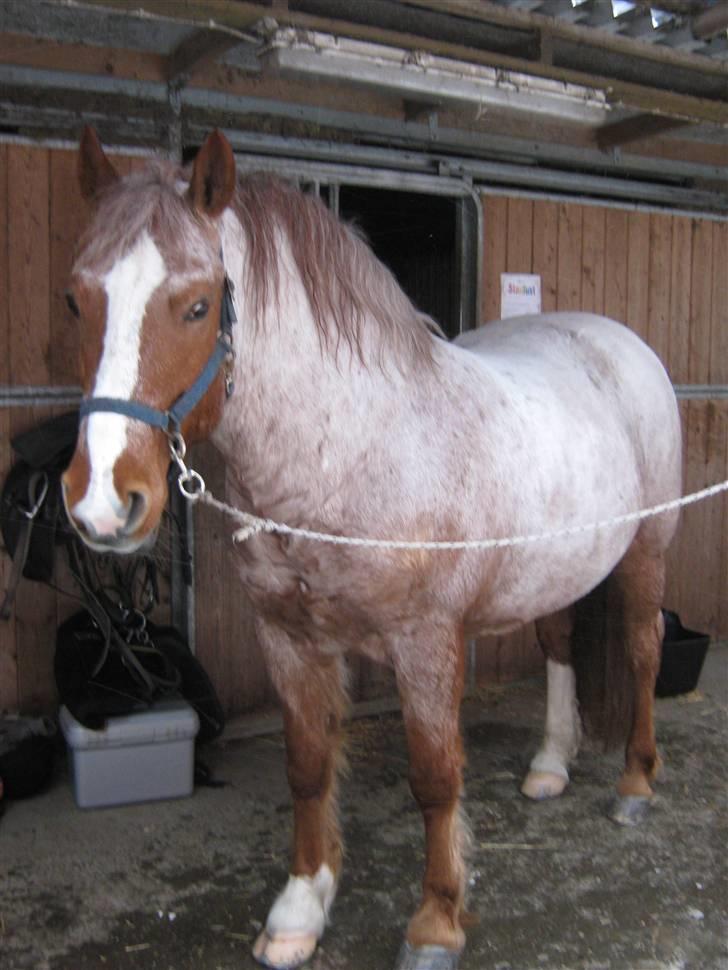 Highland Pony Stardust SOLGT billede 4