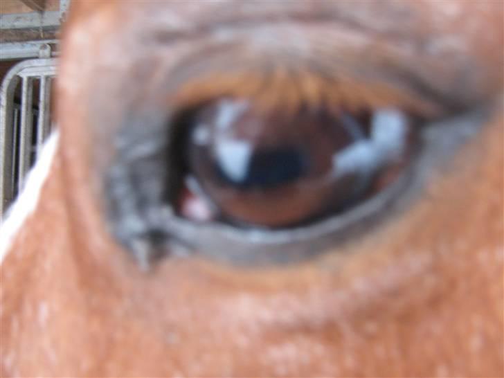 Highland Pony Stardust SOLGT billede 5