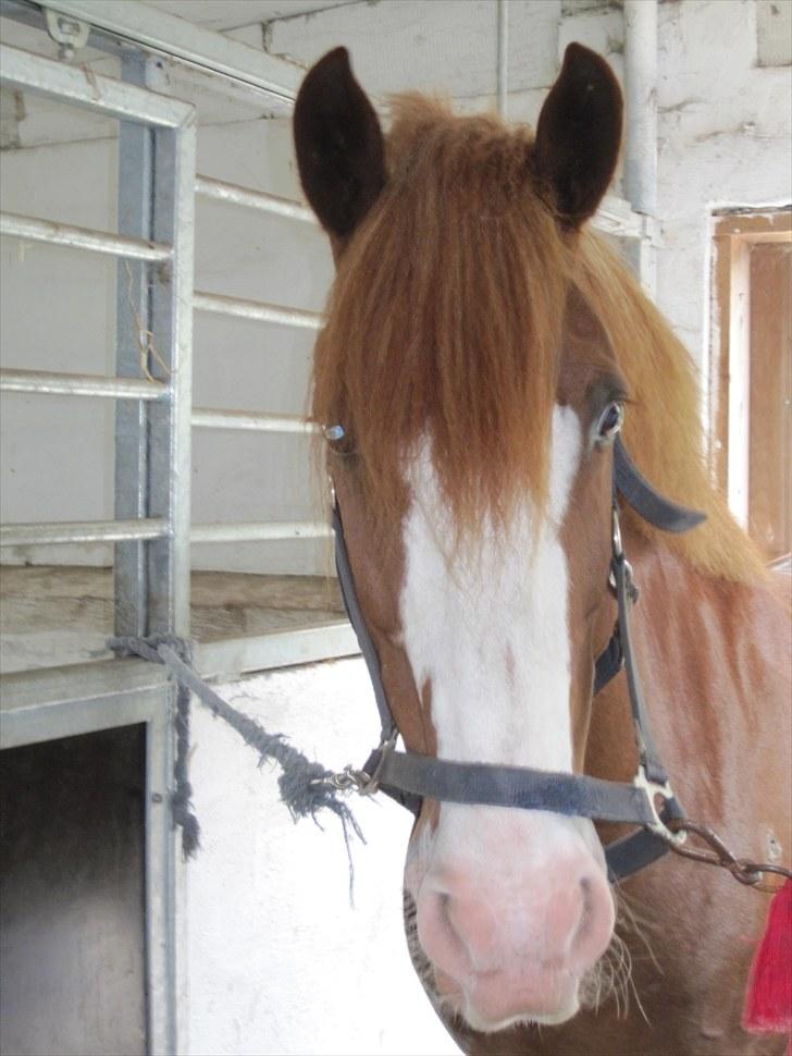 Anden særlig race Skovbrynets Nicklos  - Velkommen til Nicklos´ profil håber i syntes godt om ham<3 billede 1
