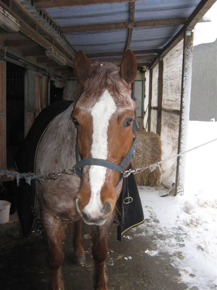 Highland Pony Stardust SOLGT billede 6