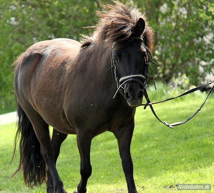 Shetlænder Nikoline <3 (Niko)  - En smuk shetter :´)  billede 6