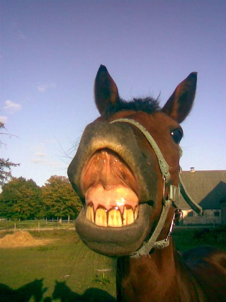 Anden særlig race Timon(solgt) (': - smiler på komando <3 Basse du er alt ! Ved ikke hvad jeg skulle gøre uden dig <3 Du fylder mit liv med glæde <3 :) elsker diig <3 billede 18