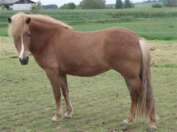 Islænder Sóley fra Lille Nørregård - Sóley på fold hos gammel ejer :-) billede 2