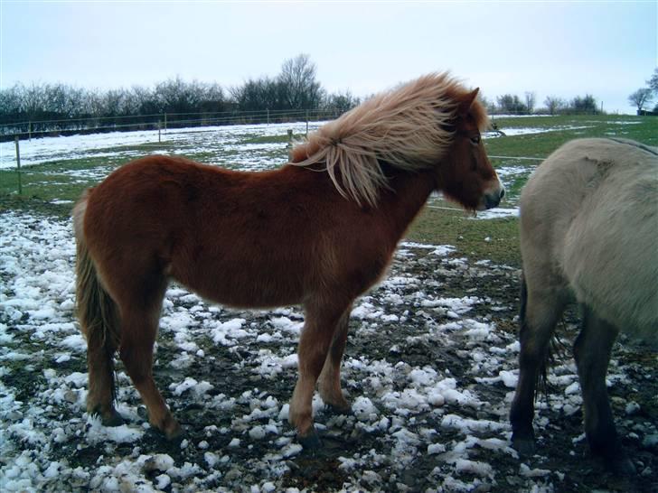 Islænder Sóley fra Lille Nørregård - uhhhhh det er koldt og jeg er kun ½år hos gammel ejer billede 3