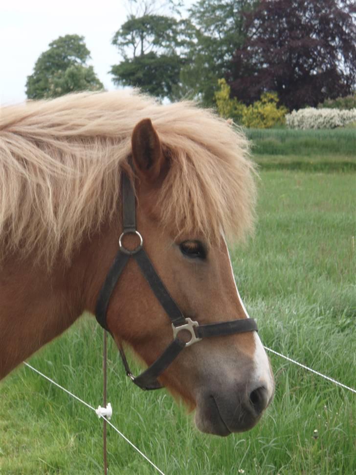 Islænder Sóley fra Lille Nørregård -  Sóley  hos gammel ejer billede 4