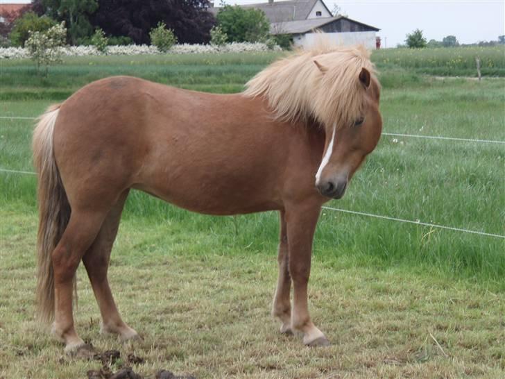 Islænder Sóley fra Lille Nørregård - Hvad er der ned i jorden?? hihi   hos gammel ejer billede 5