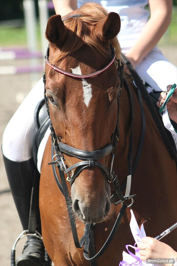 Polsk Varmblod Nadir Solgt - Stæve på stald ok.. LD B3 4 fejl og en 3. plads ;) <333 (Fotograf: Joseph) billede 1