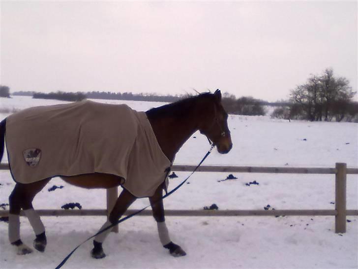 Dansk Varmblod Ahorngårds Lousanne - 17.02 2010 billede 17