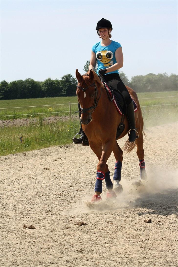 Polsk Varmblod Nadir Solgt - Schenkelvigning (fotograf: Sara) billede 11