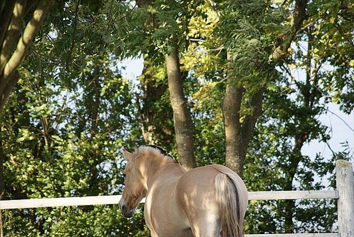 Fjordhest Gaia <3 - Gaia tak for de  du er sød  billede 2