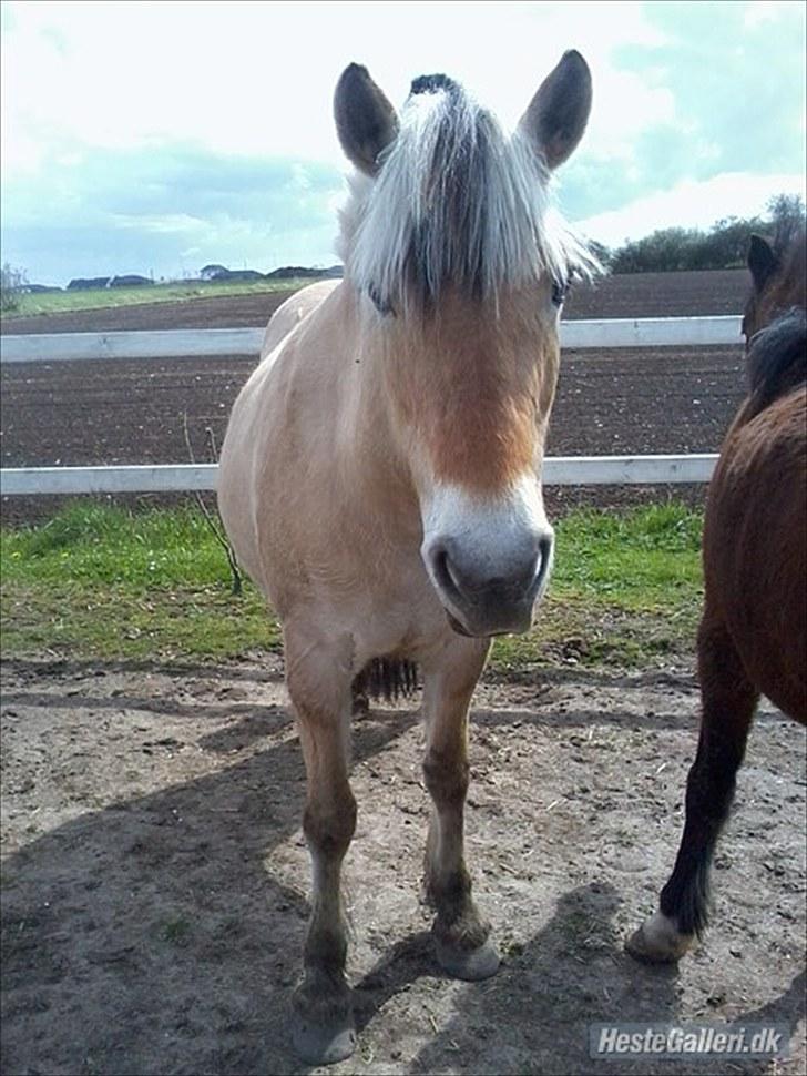 Fjordhest Gaia <3 - Gaia billede 3