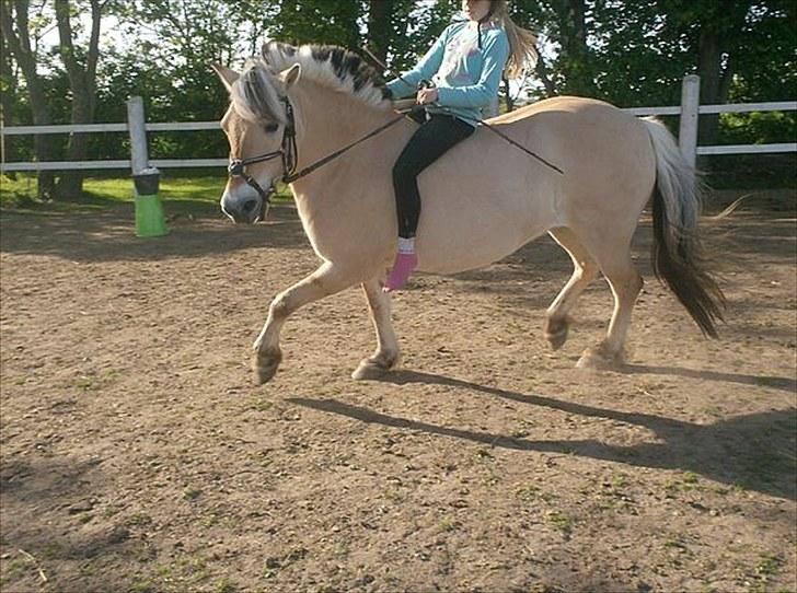 Fjordhest Gaia <3 -  Gaia kam også gå pænt billede 5