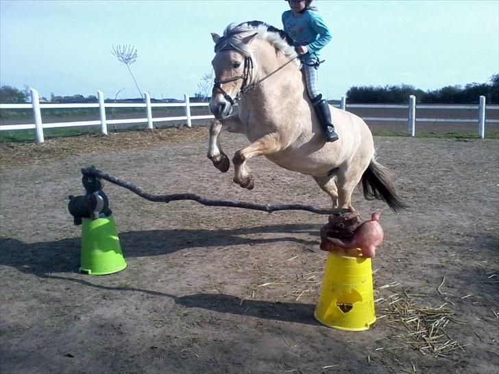 Fjordhest Gaia <3 billede 6