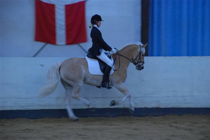 Haflinger Nanok Bravo Lundgaard (B) billede 20