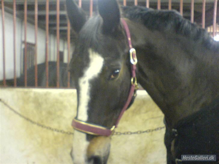 Oldenborg Tarzan Anholm billede 13