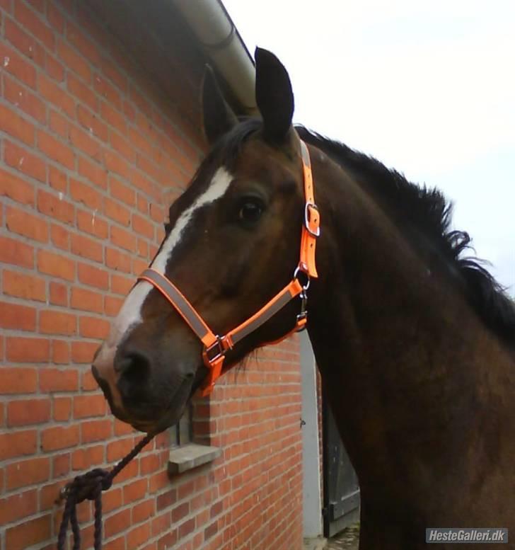 Oldenborg Tarzan Anholm billede 14