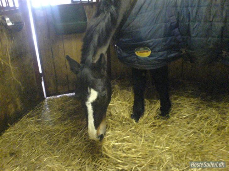 Oldenborg Tarzan Anholm billede 15