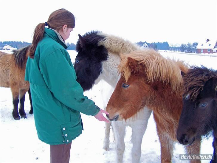 Islænder Stjarni fra Ragnarok - Han står sammen med sine venner. Foto: Grønvang billede 2