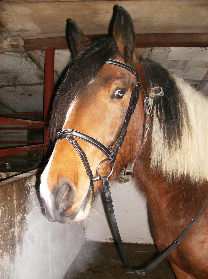 Anden særlig race Balou billede 17