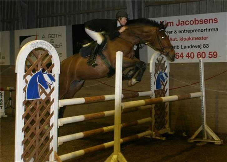 Dansk Varmblod gørklintgårds lake placid - Lake i fredricia. billede 20