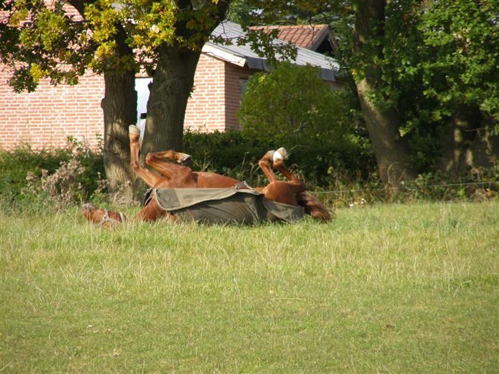 Tysk Sportspony Monte Christo(Solgt) - rulle rulle - Monte Christo på fold efter stævne 09 billede 8