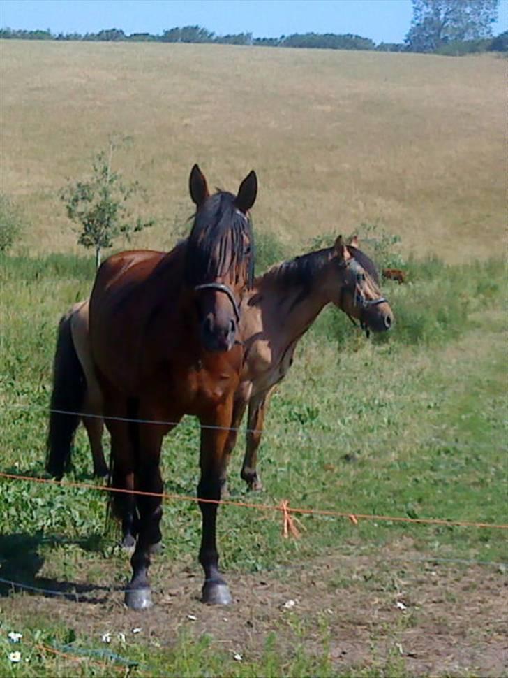 Pinto Cæsar af bæktoft - Cæsar af Bæktoft og min pony Cosmos bagved billede 4
