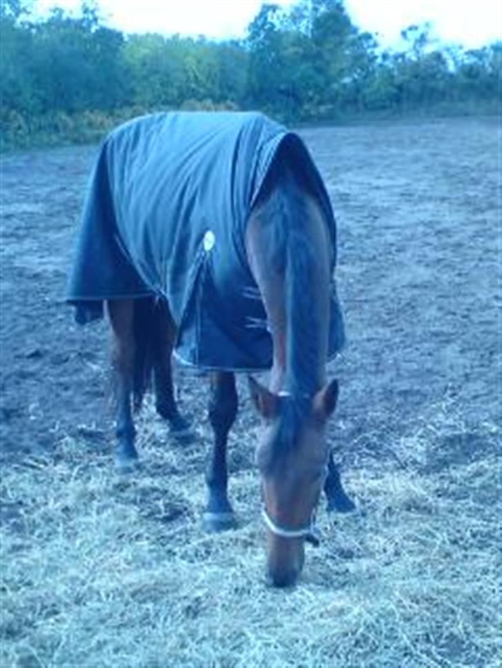 Pinto Cæsar af bæktoft billede 8