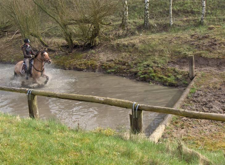 Anden særlig race Cosmos solgt  billede 16