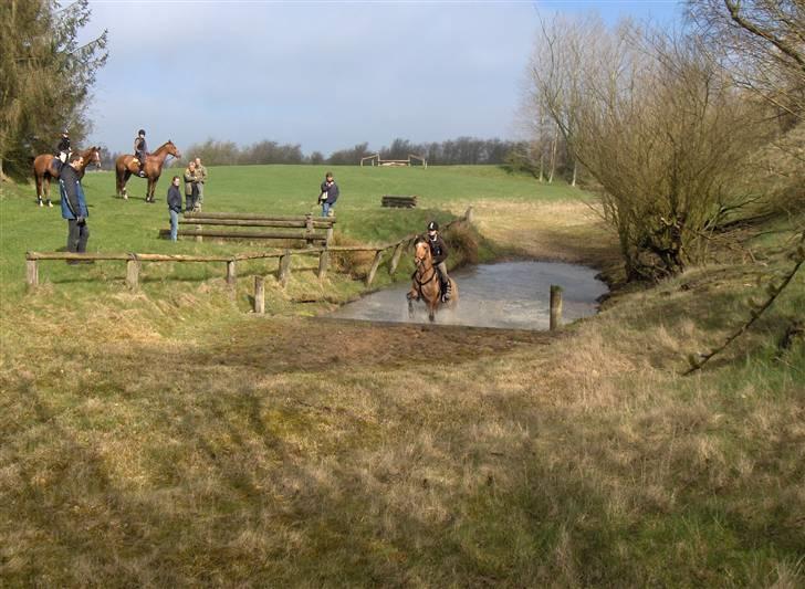 Anden særlig race Cosmos solgt  billede 17